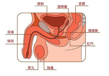 隐睾要做哪些检查